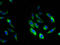 HCLS1 Associated Protein X-1 antibody, A51721-100, Epigentek, Immunofluorescence image 
