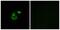 Chloride Channel CLIC Like 1 antibody, PA5-39100, Invitrogen Antibodies, Immunofluorescence image 