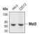 Serine/Threonine Kinase 24 antibody, PA5-17285, Invitrogen Antibodies, Western Blot image 