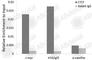 CCCTC-Binding Factor antibody, A1133, ABclonal Technology, Chromatin Immunoprecipitation image 