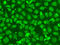 Flap Structure-Specific Endonuclease 1 antibody, LS-C331322, Lifespan Biosciences, Immunofluorescence image 