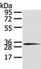 Syntaxin-19 antibody, TA350477, Origene, Western Blot image 