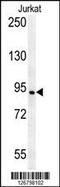 Axin 2 antibody, MBS9210236, MyBioSource, Western Blot image 