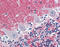 Septin 5 antibody, 48-095, ProSci, Immunohistochemistry paraffin image 