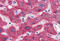 Neudesin Neurotrophic Factor antibody, MBS247881, MyBioSource, Immunohistochemistry frozen image 