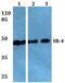 5-Hydroxytryptamine Receptor 4 antibody, PA5-75300, Invitrogen Antibodies, Western Blot image 