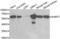 SHMT antibody, abx001127, Abbexa, Western Blot image 