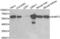 Serine Hydroxymethyltransferase 2 antibody, abx001127, Abbexa, Western Blot image 