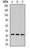 Purinergic Receptor P2Y1 antibody, orb381936, Biorbyt, Western Blot image 