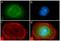 Platelet Derived Growth Factor Receptor Alpha antibody, 710169, Invitrogen Antibodies, Immunofluorescence image 
