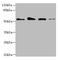 Gasdermin D antibody, A59318-100, Epigentek, Western Blot image 