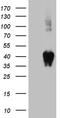 TNF Superfamily Member 9 antibody, LS-C796285, Lifespan Biosciences, Western Blot image 