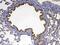 Complement Factor D antibody, A01134-2, Boster Biological Technology, Immunohistochemistry paraffin image 