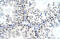 mtTFA antibody, ARP36993_P050, Aviva Systems Biology, Immunohistochemistry frozen image 
