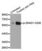 SMAD Family Member 1 antibody, MBS128284, MyBioSource, Western Blot image 