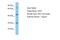 Tryptophanase antibody, ARP45716_P050, Aviva Systems Biology, Western Blot image 