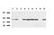 Interferon Regulatory Factor 6 antibody, UM500074CF, Origene, Western Blot image 