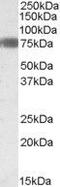 Transcription factor COE1 antibody, GTX88556, GeneTex, Western Blot image 