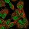 Elongator Acetyltransferase Complex Subunit 6 antibody, HPA064545, Atlas Antibodies, Immunofluorescence image 