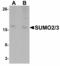 Small Ubiquitin Like Modifier 2 antibody, LS-B5093, Lifespan Biosciences, Western Blot image 
