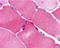 Nucleolar Protein 3 antibody, 2413, QED Bioscience, Immunohistochemistry paraffin image 