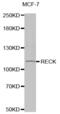 Reversion Inducing Cysteine Rich Protein With Kazal Motifs antibody, abx000864, Abbexa, Western Blot image 