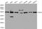 TNF receptor-associated factor 2 antibody, LS-C192286, Lifespan Biosciences, Western Blot image 