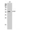 Apelin Receptor antibody, LS-B14256, Lifespan Biosciences, Western Blot image 