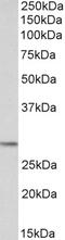 Proopiomelanocortin antibody, STJ70690, St John