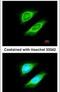 Non-SMC Condensin I Complex Subunit H antibody, PA5-28559, Invitrogen Antibodies, Immunofluorescence image 