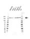 Rho Associated Coiled-Coil Containing Protein Kinase 1 antibody, VMA00614, Bio-Rad (formerly AbD Serotec) , Western Blot image 