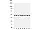 Sirtuin 2 antibody, R31407, NSJ Bioreagents, Western Blot image 