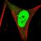 Troponin I1, Slow Skeletal Type antibody, NBP1-90923, Novus Biologicals, Immunofluorescence image 