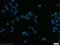 Signal Peptidase Complex Subunit 1 antibody, 11847-1-AP, Proteintech Group, Immunofluorescence image 