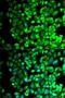 Thromboxane A Synthase 1 antibody, LS-C748415, Lifespan Biosciences, Immunofluorescence image 