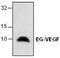 Prokineticin 1 antibody, GTX59727, GeneTex, Western Blot image 