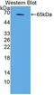 Geminin DNA Replication Inhibitor antibody, LS-C702566, Lifespan Biosciences, Western Blot image 