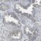 Zinc Finger Protein 516 antibody, PA5-53384, Invitrogen Antibodies, Immunohistochemistry frozen image 