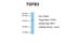 Transforming Growth Factor Beta 3 antibody, NBP1-58287, Novus Biologicals, Western Blot image 