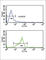 Guanine nucleotide-binding protein G(o) subunit alpha antibody, abx034240, Abbexa, Western Blot image 