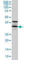 Syntaxin 5 antibody, LS-B4425, Lifespan Biosciences, Western Blot image 