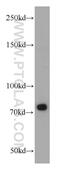 Synaptopodin 2 Like antibody, 21480-1-AP, Proteintech Group, Western Blot image 