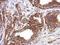 Tektin-5 antibody, GTX122547, GeneTex, Immunohistochemistry paraffin image 