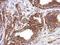 Tektin 5 antibody, GTX122547, GeneTex, Immunohistochemistry paraffin image 