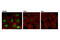 ETS Proto-Oncogene 1, Transcription Factor antibody, 14069S, Cell Signaling Technology, Immunofluorescence image 