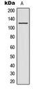 Acyl-CoA Dehydrogenase Family Member 10 antibody, LS-C354206, Lifespan Biosciences, Western Blot image 