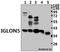 IgLON family member 5 antibody, A16589, Boster Biological Technology, Western Blot image 