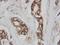 Cell Division Cycle 42 antibody, PA1366, Boster Biological Technology, Immunohistochemistry frozen image 