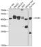 Complement Factor H Related 3 antibody, GTX32603, GeneTex, Western Blot image 