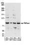Polyribonucleotide Nucleotidyltransferase 1 antibody, A303-917A, Bethyl Labs, Western Blot image 
